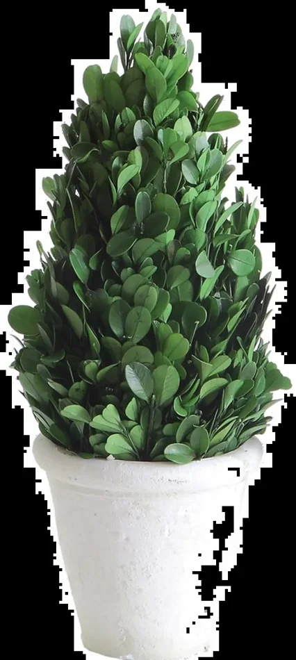 11″ Green Preserved Boxwood Cone Topiary Arrangement