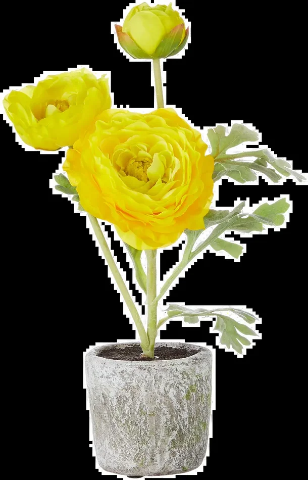11 Inch Yellow Ranunculus Potted Plant