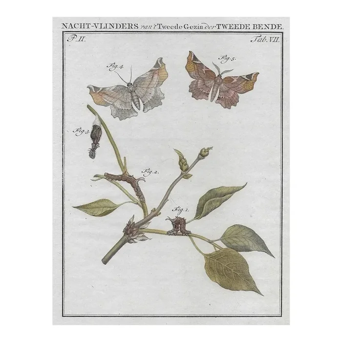 1762 Antique Dutch Butterfly and Moth Engraving