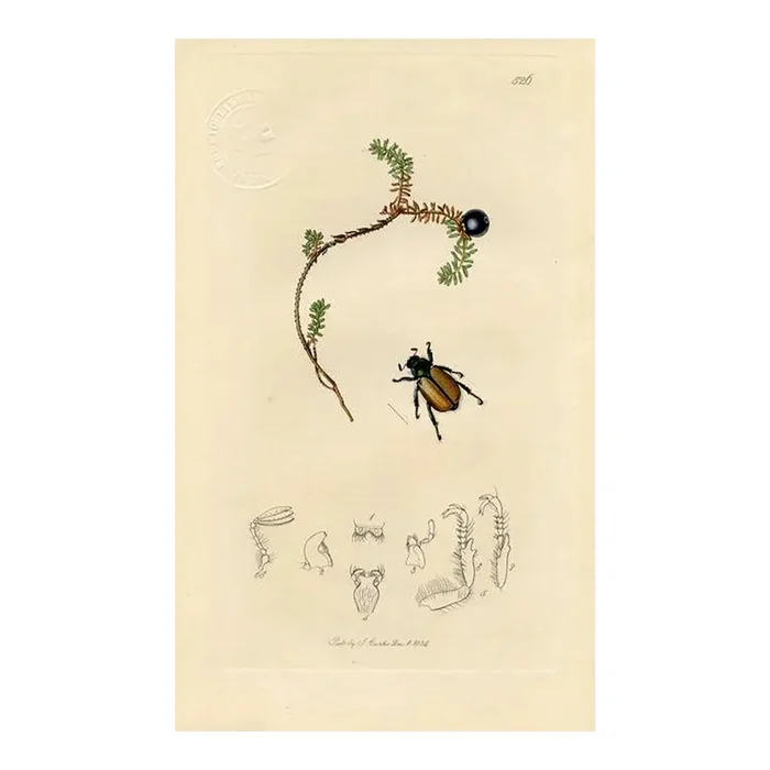 1834, Sutherland Bracken-Clock Beetle Print, Original Antique Insect Print, Engraving, England