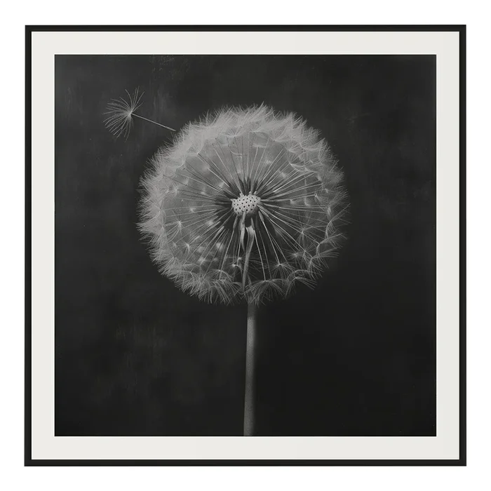27.5′ X 27.5′ – ‘Dandelion’ #6 – Black and White Limited Edition Botanical Floral Photography Print by Diane Grant Studio